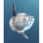 Sunfish Fans