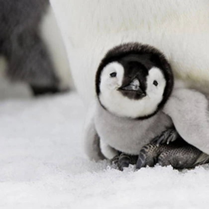 PENGUIN Supporters (If u like PENGUINS then join) Roblox group icon