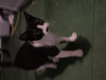 Gatitoss <3