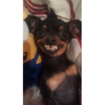 .ꜱʀ ɪɴᴄ.