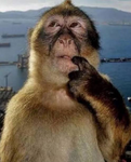 Monkey See Monkey Do [UGC]