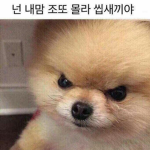 그린빌 조직 케로베로스+KOREA블