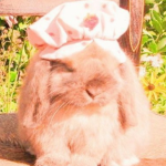 ~ sweeties ~