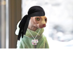 TheSphynx