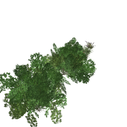 Tree's and bushes