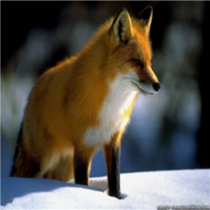 Red Fox Roblox decal