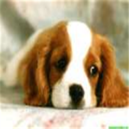 Dog Roblox decal
