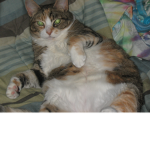 The ##### cats