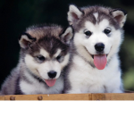 Husky Boy's