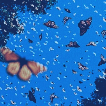 [VALENTINES 💕] Butterflies