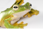 Frog group.,