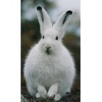Roblox is very fun with rabbitSS