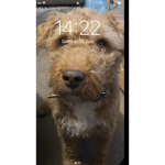 Become a dog