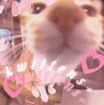 kwittens+