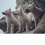 Wolves Life Fan Club Divine's Storys
