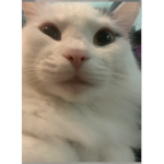 If you love animals pls join