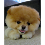 boo worlds cutest dog fan club
