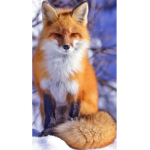Les renard du demon