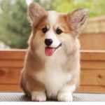 Corgi swag lol
