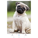 Dog squad..,