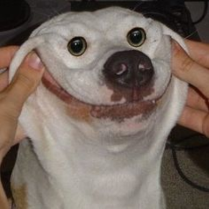 Funny dog face Roblox decal