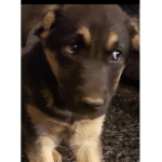 Technical dog
