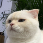Sushi is papi