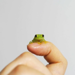 -*frog party*-