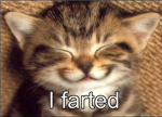 TEH EPIC KITTEHS