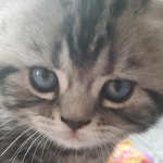 Chilli The Cat Community