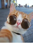 Cutedoggy_Lankyboxfan
