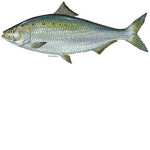 Da Epic Fish
