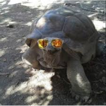 The Tortoise Gang