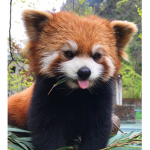 lil fox_cutie