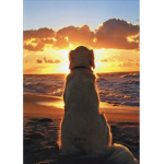 Calming paws