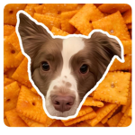 DoogieDogStudios