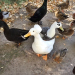 kentucky fried ducks