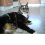 Kittyandcatsgroup