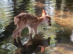 luvely bambi