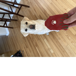 assassin creed dog game