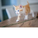 cats are cool cats