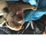 #yogi is sooooooooo cute