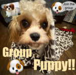 Group puppy!!