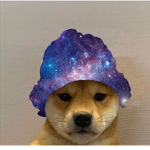 Dog wif a hat