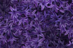 L~D~A | Lilac dance academy