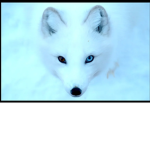 Arctic Fox's group
