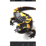 HEAT SALAMANDER ARMY
