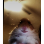 space.cats