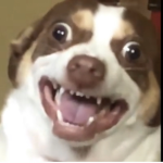 MEME DOGS LIVE HERE