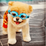 Supa doge squad!